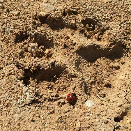 住宿加早餐酒店 Don Giacchi